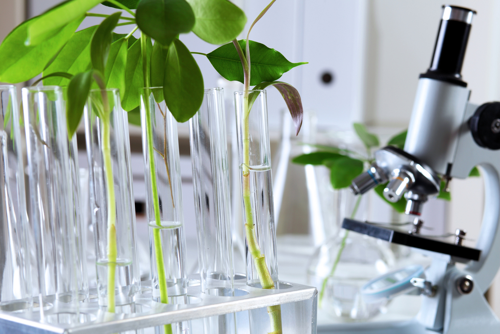 Pflanzenzüchtung Industrieverband Agrar